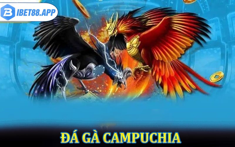 Đá gà Campuchia dịch vụ đá gà an toàn